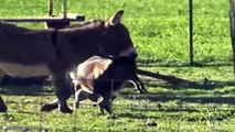 Top 10 Moments Of Donkeys Taking Out Their Anger