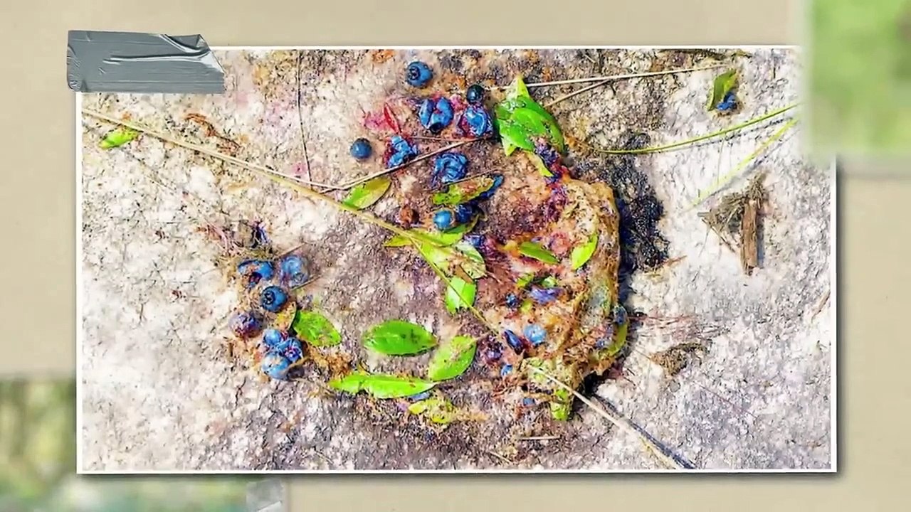 Animals That Were Caught Hacking Evolution