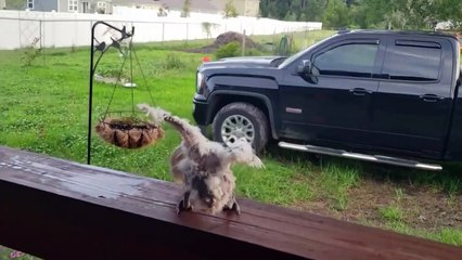 35 Awesome And Funny Animal Videos That Will Make You Laugh Out Loud