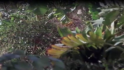 Pazifikgeschwader 214 Staffel 1 Folge 3 HD Deutsch