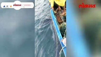 'शार्क' अडकला, मच्छिमारांनी जे केलं त्याचं कौतुक कराल