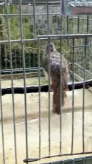 Burung kapas tembak