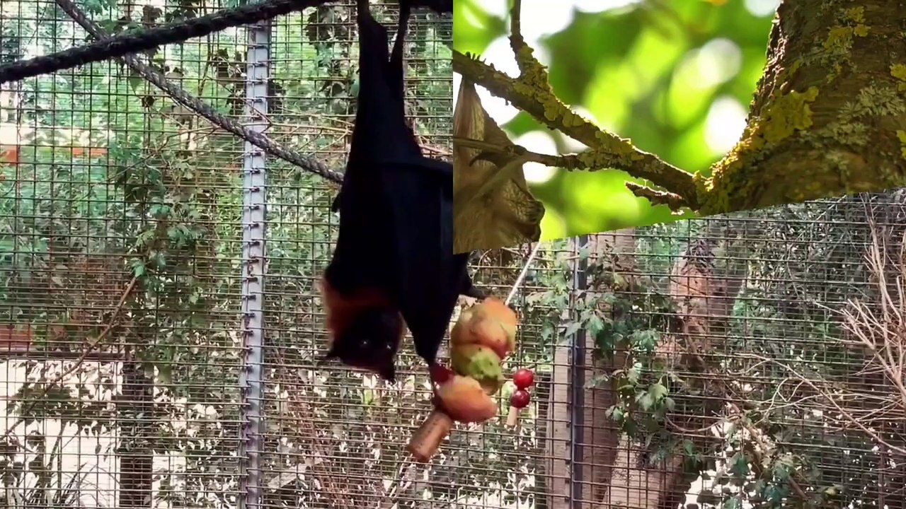 REFLECTION OF NATURAL SOUNDS WITH A BAT IN THE DAY | FUN WORLD OF ANIMALS
