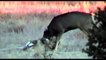 Fearless predator - Cougar attack bears, deer and jaguar - animals attack