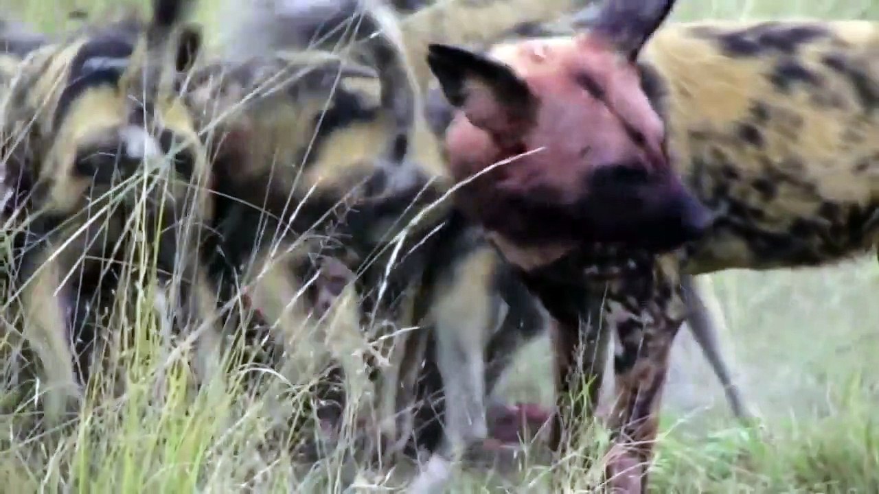 Wild dogs attack warthogs Animal attacks Warthogs VS wild dogs