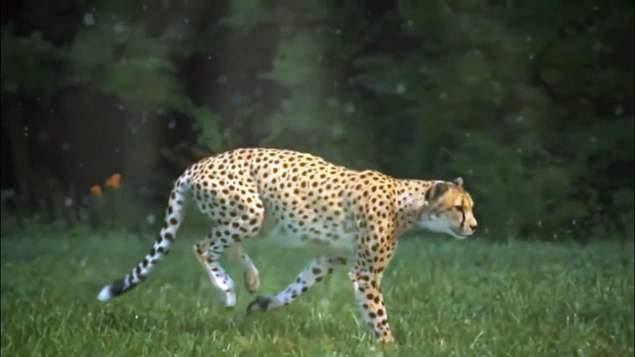 Animal attacks - Best cheetah attacks - fastest predator