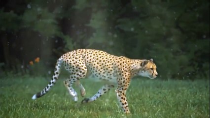 Animal attacks - Best cheetah attacks - fastest predator