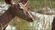 Crocodile attacks Hippo deer antelope leopard - Animal attack