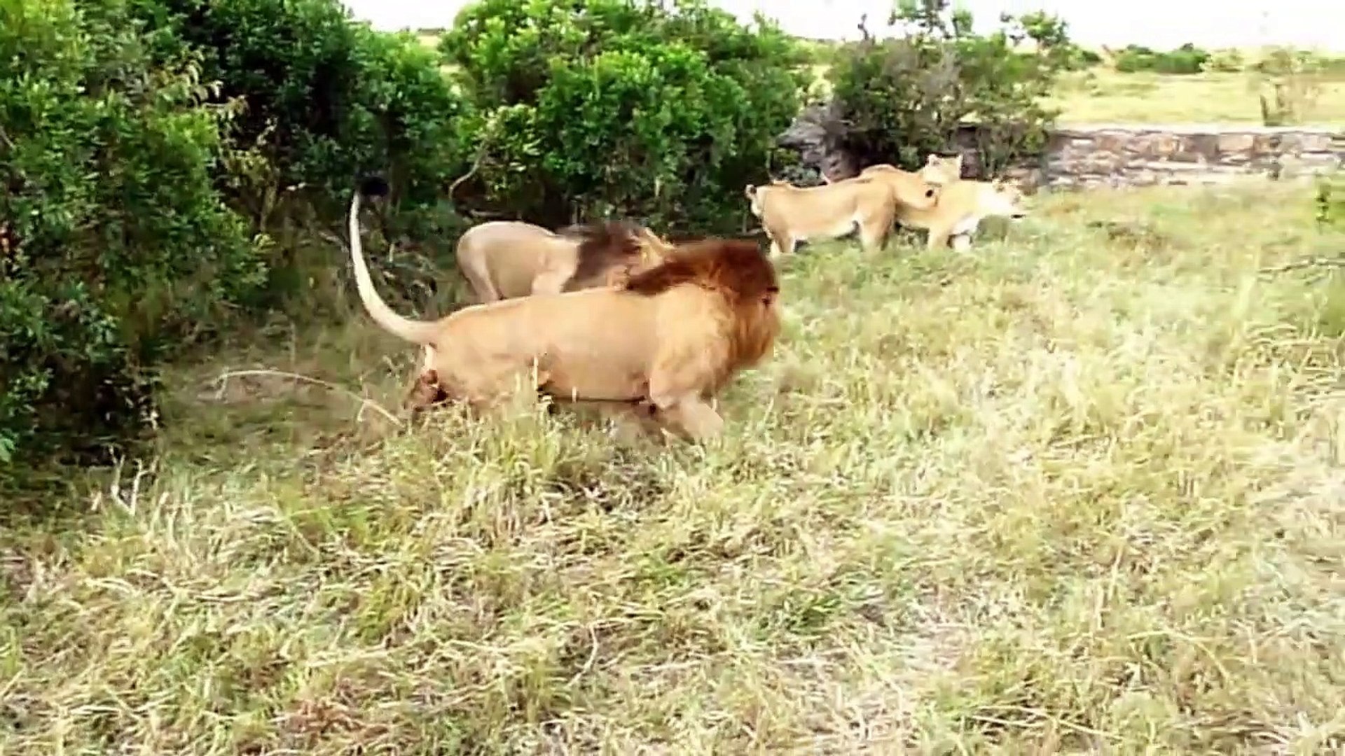 Animals Fights - Best Lions fights - Animal Attack