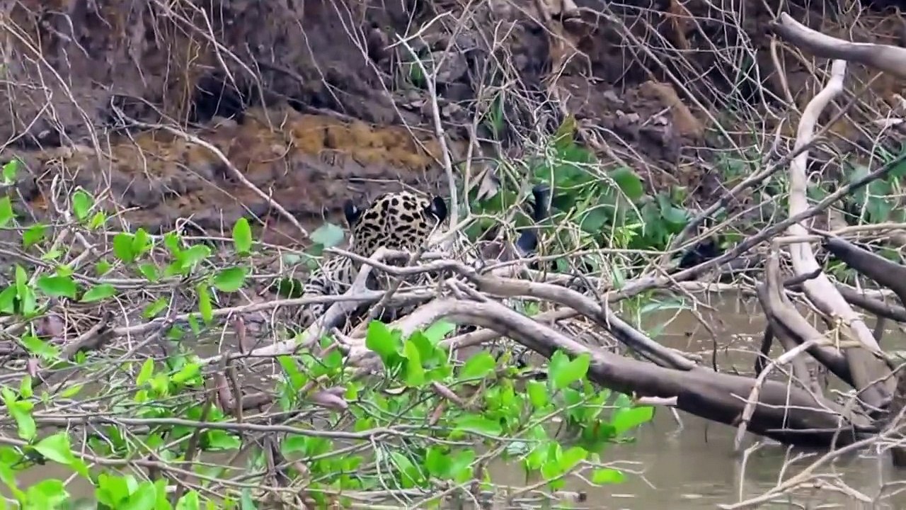 Best Jaguar Attacks Caymans - Animals attack - Giant otters attack snake