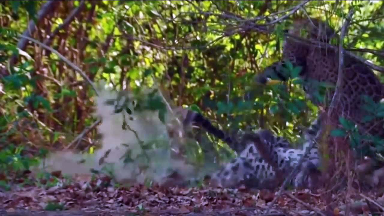 Animal attacks - Lion attack elephant! hyenas vs lioness - Tiger attack and jaguars fight