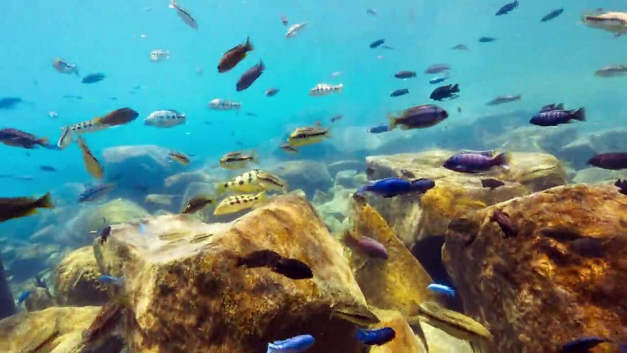 Sieben Kontinente - Ein Planet Staffel 1 Folge 7 HD Deutsch