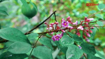 Woro Widowati Ft Galih Wicaksono  Yowes Modaro