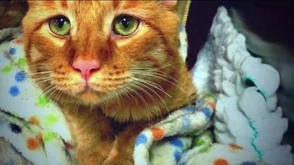 The family took home a sad cat and changed her life