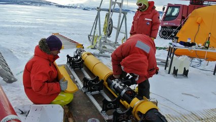 The baby polar bear saved by a scientist in Antarctica