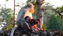 The Power of Gorilla is Scary! Angry Baboons Torture Family Lion Family To Death To Avenge Teammates