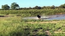 Amazing! The Courageous Mother Wildebeest Fights To Protect Her Child From The Lion's Scary Attack