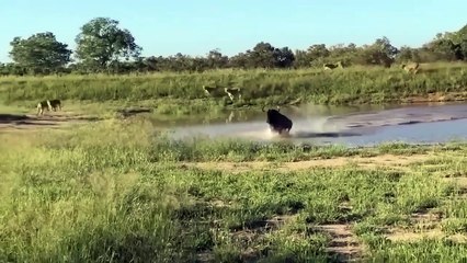 Amazing! The Courageous Mother Wildebeest Fights To Protect Her Child From The Lion's Scary Attack