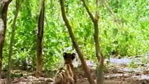 It's Funny! The Tiger Is Helpless When Constantly Being Tortured On The Tree By Wise Monkeys