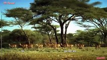 Animals Fighting For Foods Hyena Cornered by Wild Dogs  - Hyena fled the hunt from Wild Dog