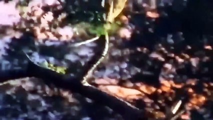 Tragic Ending When Leopard Hunts  Warthog Teams Up With Hyenas To Exterminate Leopard Uncompromising