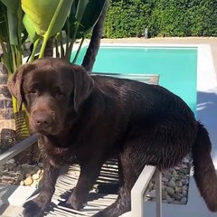 Baby Dogs  Cute and Funny Dog Videos Compilation #41 - 30 Minutes of Funny Puppy Videos 2022