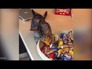 Funny Dogs and Cats videos of 2022 - in Robin Hood style