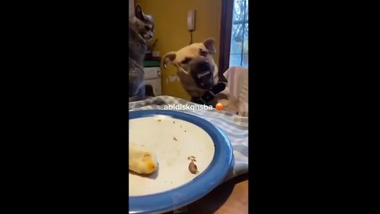 Funny Pets That Will Absolutely Brighten Up Your Day