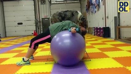 CATS VS DOGS - TRY NOT TO LAUGH FUNNY CAT & DOG FAILS VIDEOS 2022