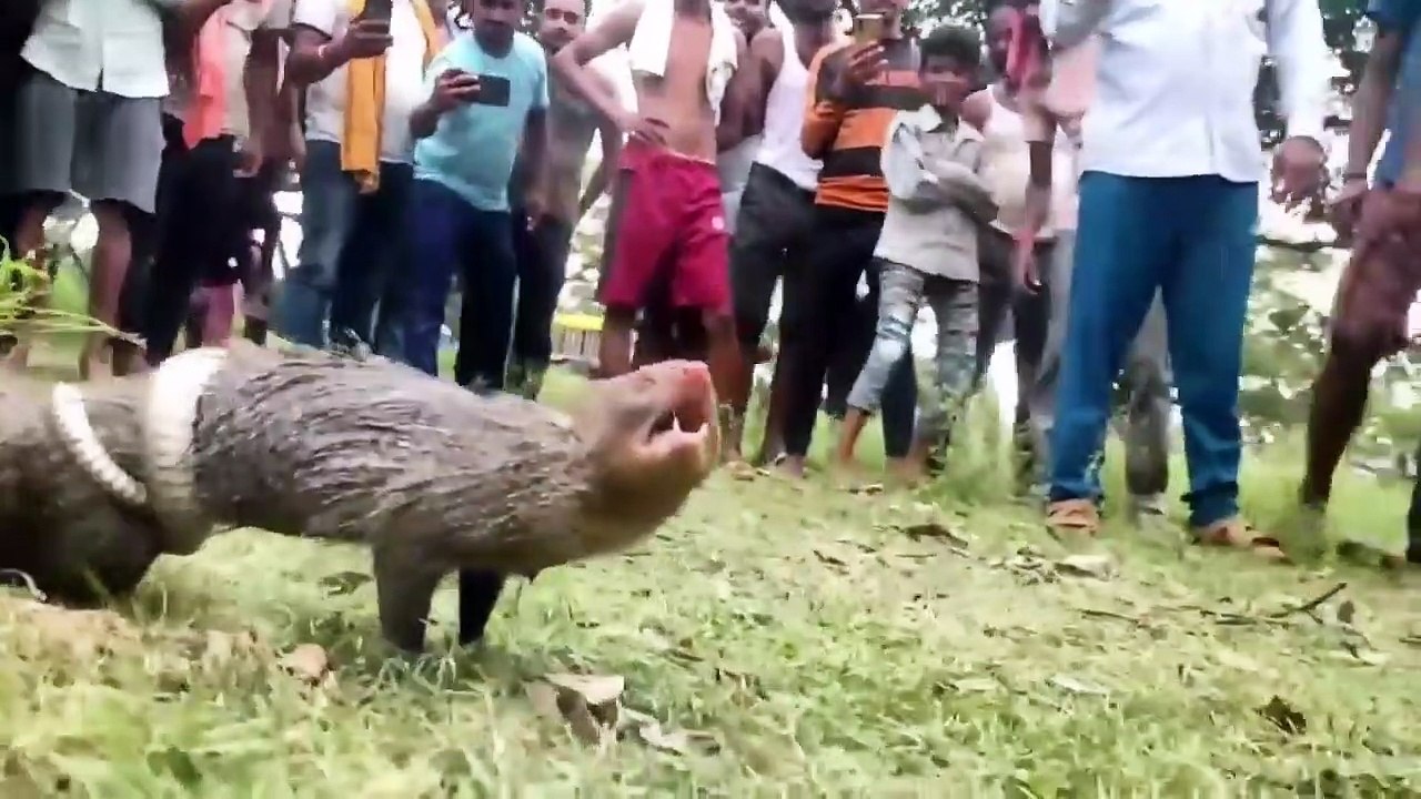 সর্বনাশ ! যে লড়াই দেখে দুনিয়ার সবার কলিজা শুকিয়ে গেছে।এজন্যে বেজি সাপের চরম শত্রু। Snake Vs Mongoose