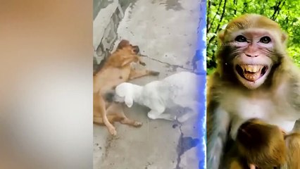 পশুদের মজার কর্মকান্ড ক্যামেরায় ধরা পড়া _ Funny Animals Video 2022 (Part-5) _ mayajaal