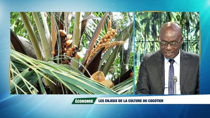 Ça fait l'actualité : les enjeux de la filière coco en Côte d'Ivoire