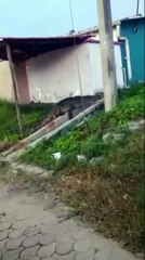 Captan enorme cocodrilo paseándose por las calles de Choloma