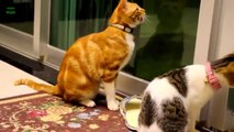 Kucing Lucu Dan Anak Kucing Mengeong. Kompilasi [Hd]