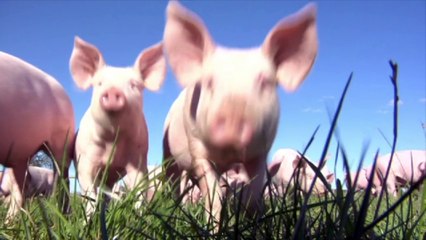 Opération séduction chez Viandes du Breton