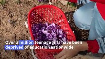 Afghan schoolgirls turn to saffron fields as their classrooms remain closed