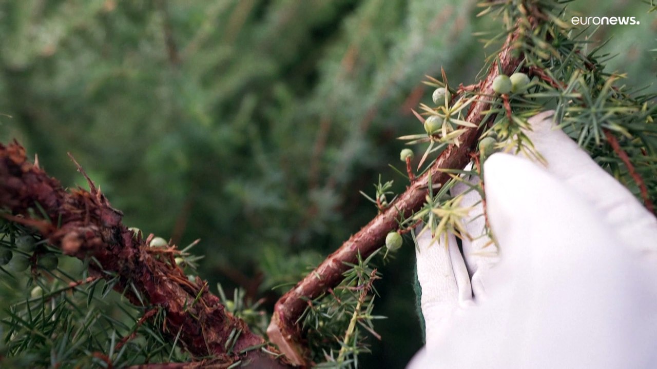شاهد: المشروبات الروحية غير الكحولية تكتسب شعبية في فرنسا