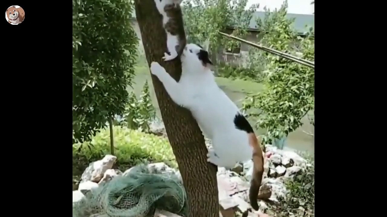 try-not-to-laugh--best-funny-animal-videos-2022--6-ssyoutube.online