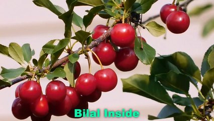 What fruit burns fat at night?