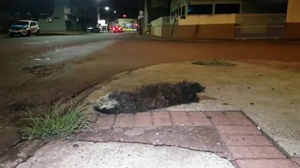 Cachorrinho morre após ser atropelado no Bairro Universitário
