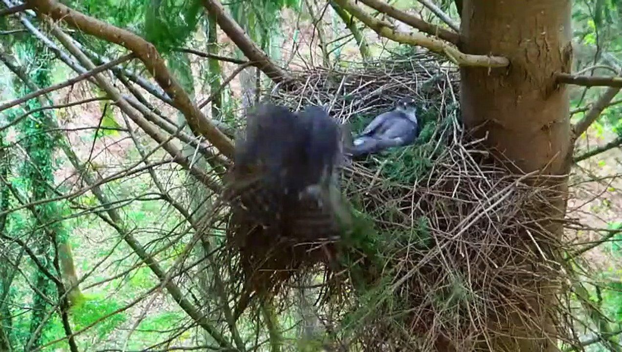 A Year in the New Forest - Se1 - Ep03 HD Watch HD Deutsch