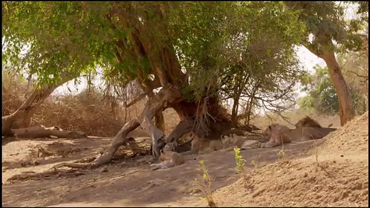 Africa's Hunters - Se2 - Ep03 - Kings of Nsefu HD Watch HD Deutsch