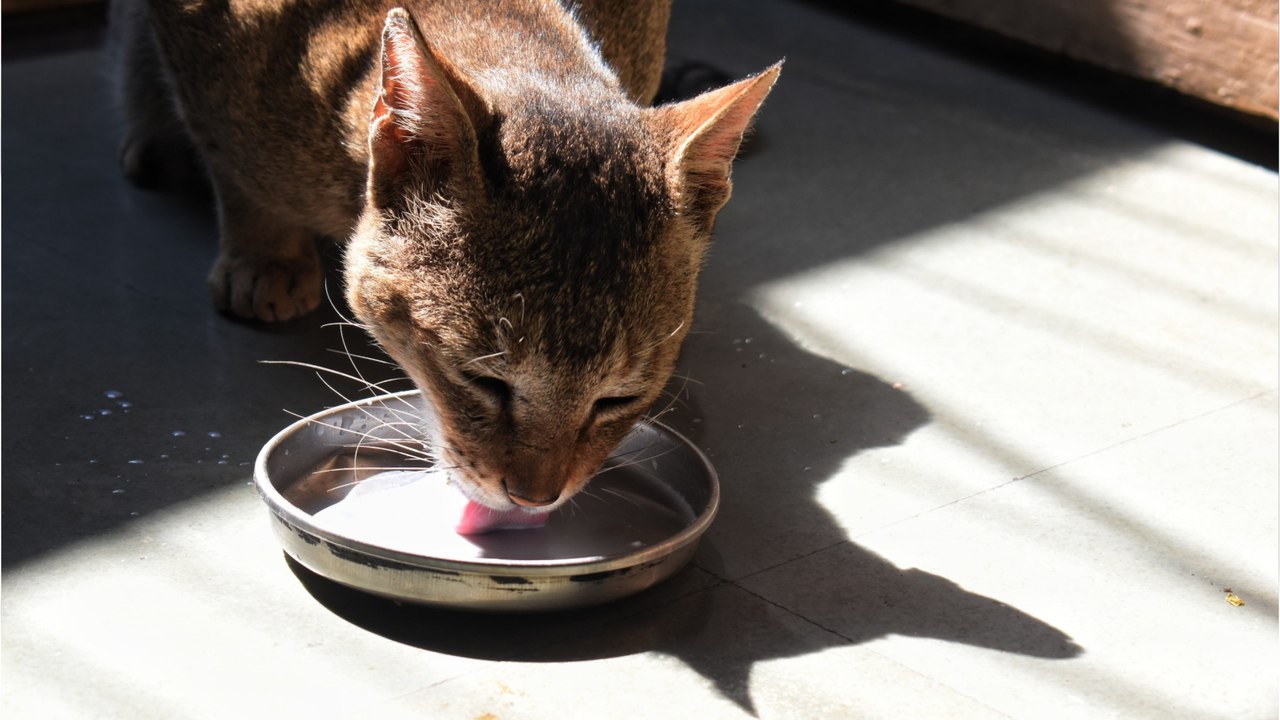 Is your cat drinking enough? Here is how to increase their water intake