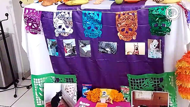 También se les extraña; realizan altar para ´michis´ y ´lomitos´
