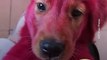 Travesura: este perrito terminó con el pelo rosado tras morder un tiente para cabello