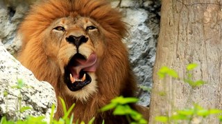 Animal voice - Lion, Eagle, Cheetah #animal