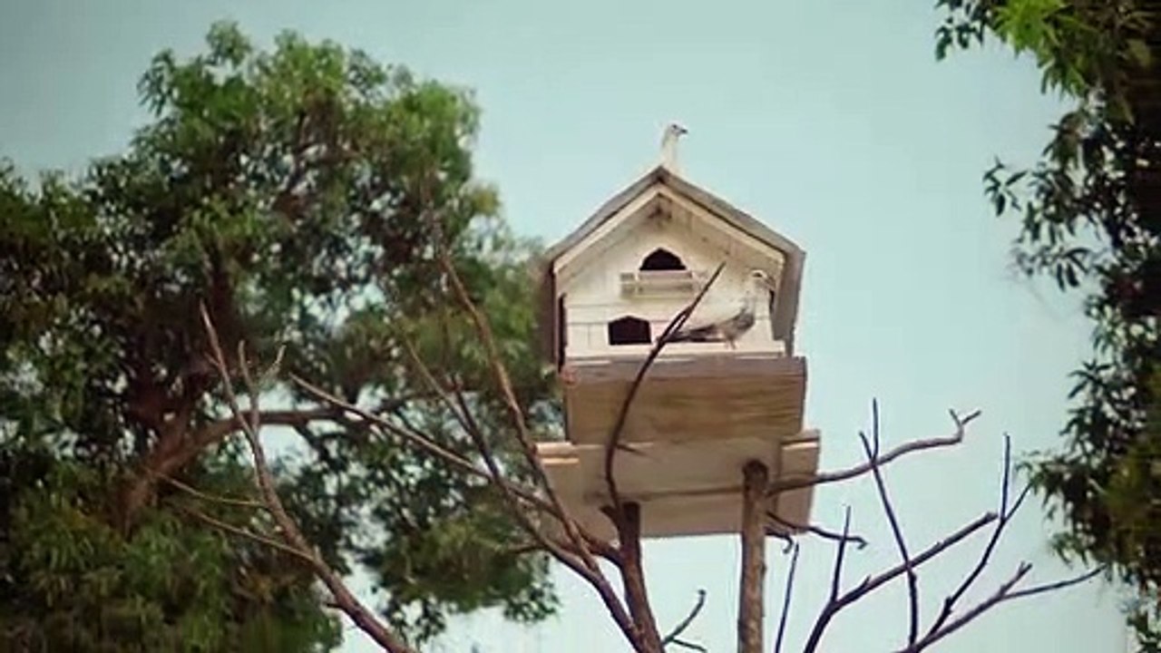 Can't Help Falling In Love - Elvis Presley (Superlaks ft. Fransisca Cover)