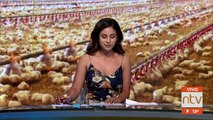Avícolas venden pollos con bajo peso