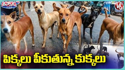 Hyderabad Public In Panic Situation with Street Dog Attacks _ V6 Teenmaar