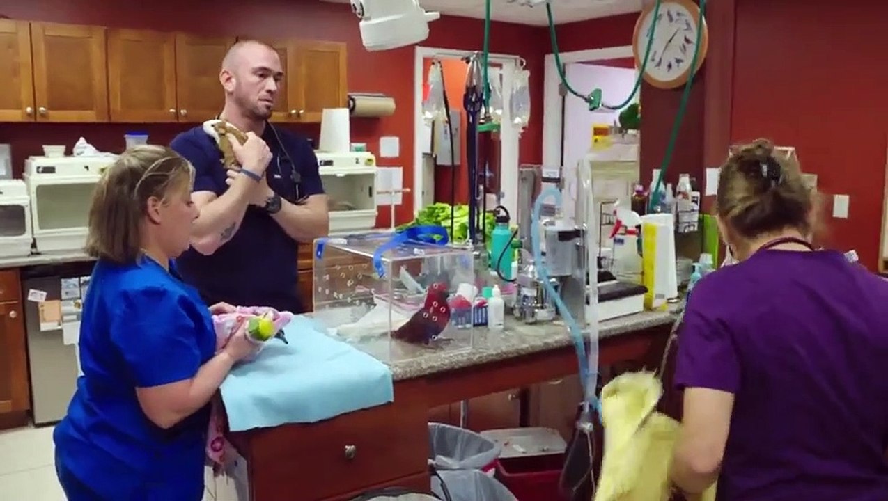 Dr. k's exotic animal er - se9 - ep01 - i wallaby your baby! hd watch hd deutsch